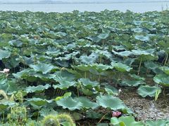 -七的湖·晚芳亭·阳澄湖农家菜·大闸蟹(莲花岛店)