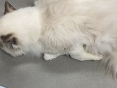 -爱侣宠医·鹦鹉专科·小型哺乳类·异宠专科(灵石路店)