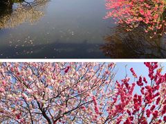 -镇江市南山风景名胜区竹林景区