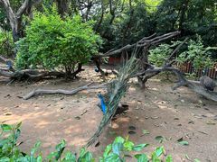 -广州长隆飞鸟乐园