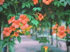 -前小桔亲子创意农场·草莓采摘·露营烧烤