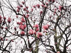 -西湖外事游船(湖滨二公园外事游船码头)