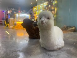 -神奇动物撸宠馆·羊驼·小浣熊·异宠(豫园店)