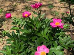 -合肥三国新城遗址公园