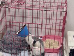 -瑞派福兴宠物医院犬猫全科·骨科·中西医结合(河东店)