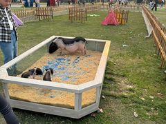 -季高兔窝窝亲子园(上海薰衣草公园店)