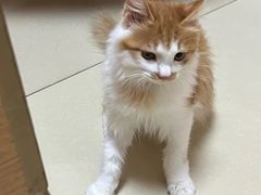 -宠福鑫动物医院(城北分院)