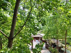 -合肥滨湖国家森林公园