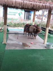 -萌宠亲子动物乐园(槐房万达店)