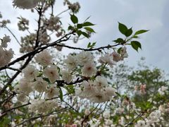 -天适樱花悠乐园