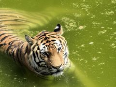 -石家庄市动物园