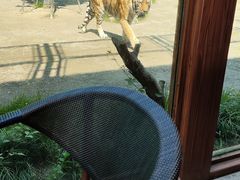 -上海野生动物园老虎餐厅