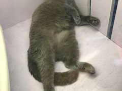-喵的天空名猫咖啡馆·撸猫·猫舍·用品