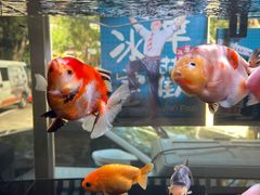 -華歡冰室-WahFoon(吉大店)