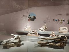 -武汉园博园(武汉自然博物馆)