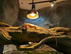 -Zoolung Zoolung动物主题公园(海信广场店)