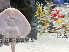 -上海海洋水族馆