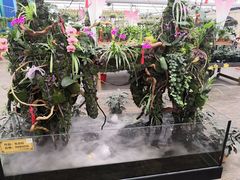 -荷兰花海
