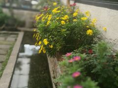 -马帮菜馆·美味野生菌