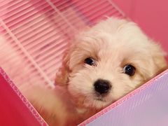 -翊宠yipet猫狗购宠庄园犬舍•猫舍