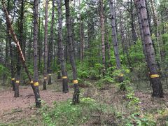 -帽儿山国家森林公园