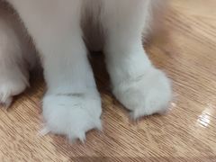 -是阿柴呀！柴犬咖啡·爱喵喵猫咖