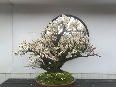 -香雪海