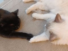 -有喵·猫咖·狗咖·30几只猫10只小狗(岗厦店)