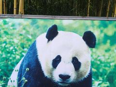 -中国大熊猫保护研究中心雅安碧峰峡基地