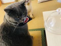 -猫在这儿猫咪咖啡馆·撸猫馆