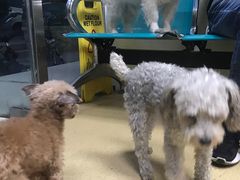 -康乐宝动物医院