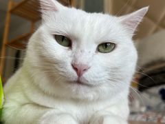 -北京赛佳动物医院