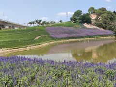 -光明小镇欢乐田园