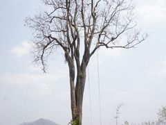 -大树秋千