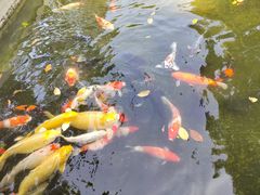 -顺峰山公园