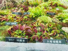 -北京植物园-展览温室