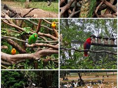 -广州长隆野生动物世界