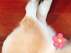 -翊宠yipet猫狗购宠庄园犬舍•猫舍