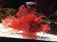 -暹罗海洋世界