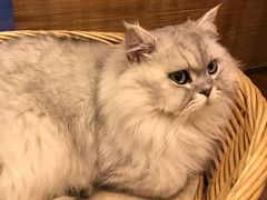 -猫友咖啡店(玉林西路店)