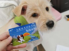 -瑞派天使宠物医院·神经外科·骨科·核磁(洛川中路店)