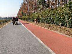 -上海长兴岛郊野公园