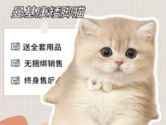 -70cat德文卷毛猫·缅因猫纯种猫舍