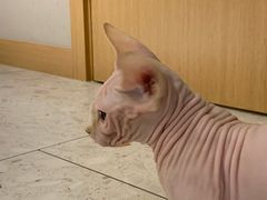 -飞行喵MR PILOT|猫舍·猫咖(静安大融城店)