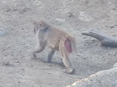 -栾川竹海野生动物园