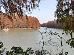 -上海海湾国家森林公园