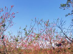 -广东花都湖国家湿地公园