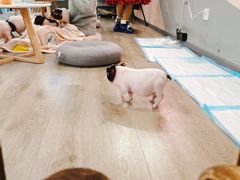 -浣熊柯尔鸭土拨鼠·电玩咖