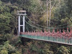 -西双版纳原始森林公园