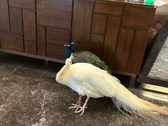 -西双版纳融创皇冠假日度假酒店